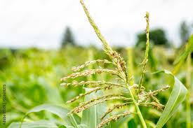 Attēlu rezultāti vaicājumam “Zea mays male flower”