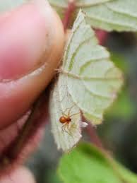 Attēlu rezultāti vaicājumam “Phylloneta cocoon”