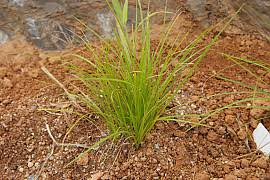 Attēlu rezultāti vaicājumam “Carex chordorhiza”