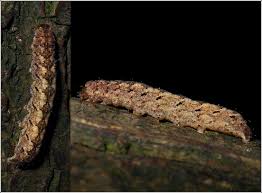 Attēlu rezultāti vaicājumam “Polia nebulosa”