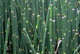 Attēlu rezultāti vaicājumam “Equisetum hyemale”