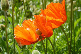 Image result for Mohn