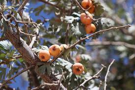 Attēlu rezultāti vaicājumam “Crataegus x macrocarpa fruit”
