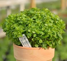 Image result for Basilikum