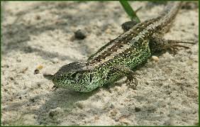 Attēlu rezultāti vaicājumam “Lacerta agilis male”