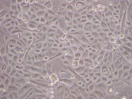 Attēlu rezultāti vaicājumam “Bryum funkii cells”