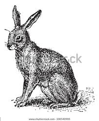 Attēlu rezultāti vaicājumam “Lepus sp.”