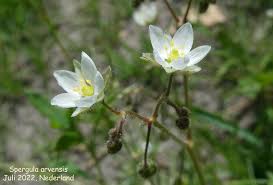 Attēlu rezultāti vaicājumam “Spergula arvensis”