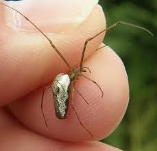 Attēlu rezultāti vaicājumam “Tetragnatha montana”