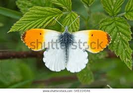 Attēlu rezultāti vaicājumam “Anthocharis cardamines male”