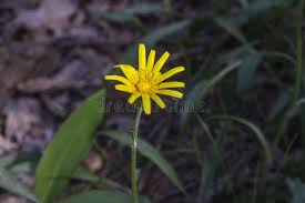 Attēlu rezultāti vaicājumam “Scorzonera humilis bud”