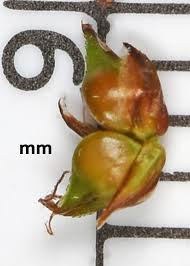 Attēlu rezultāti vaicājumam “Carex diandra leaf”