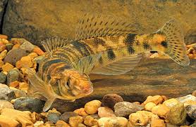 Image result for The Lancaster Fish