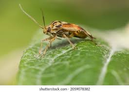 Attēlu rezultāti vaicājumam “Lygus pratensis imago”