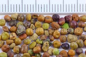 Attēlu rezultāti vaicājumam “Lathyrus pratensis fruit”