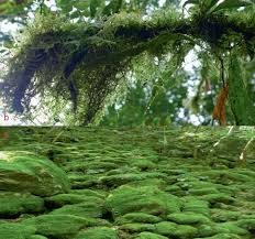 Attēlu rezultāti vaicājumam “Encalypta streptocarpa sporophyte”