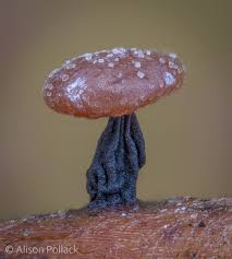 Attēlu rezultāti vaicājumam “Didymium clavus stalked”