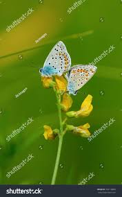 Attēlu rezultāti vaicājumam “Agrodiaetus amandus”