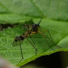 Attēlu rezultāti vaicājumam “Dictenidia bimaculata male”