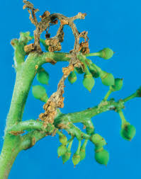 Attēlu rezultāti vaicājumam “Trichia botrytis young”