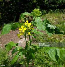 Attēlu rezultāti vaicājumam “Sinapis alba flower”
