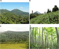 Attēlu rezultāti vaicājumam “Abies mariesii”