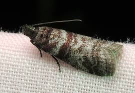 Attēlu rezultāti vaicājumam “Sciota adelphella”