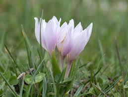Attēlu rezultāti vaicājumam “Colchicum szovitsii subsp. szovitsii flower”