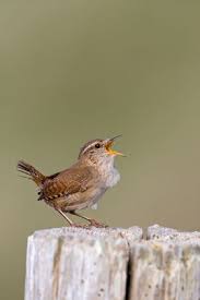 Attēlu rezultāti vaicājumam “Troglodytes troglodytes adult”