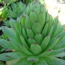 Image result for echtes Hauswurz