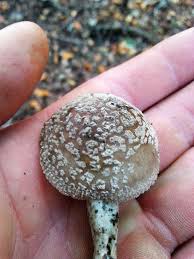 Attēlu rezultāti vaicājumam “Amanita excelsa”