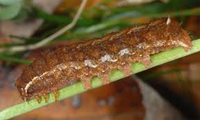 Attēlu rezultāti vaicājumam “Diarsia brunnea”