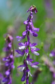 Attēlu rezultāti vaicājumam “Vicia tenuifolia flower”