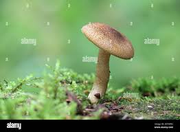 Attēlu rezultāti vaicājumam “Tricholomopsis decora”