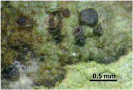 Attēlu rezultāti vaicājumam “Plectocarpon lichenum”