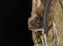 Attēlu rezultāti vaicājumam “Nyctalus leisleri”