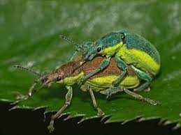 Attēlu rezultāti vaicājumam “Chlorophanus viridis”