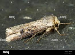 Attēlu rezultāti vaicājumam “Axylia putris”