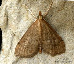 Attēlu rezultāti vaicājumam “Udea fulvalis”