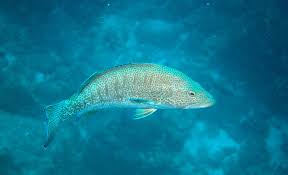 Image result for Mycteroperca olfax