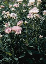Image result for Helichrysum bracteatum
