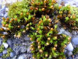 Attēlu rezultāti vaicājumam “Orthotrichum anomalum sporophyte”