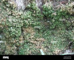 Attēlu rezultāti vaicājumam “Homalia trichomanoides sporophyte”