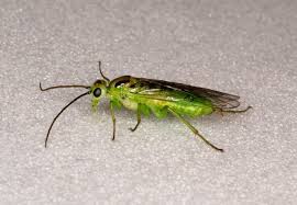 Attēlu rezultāti vaicājumam “Nematus salicis”