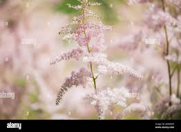 Attēlu rezultāti vaicājumam “Astilbe chinensis bud”