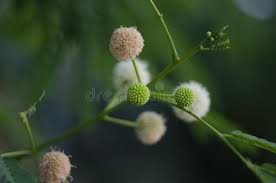 Image result for pohon semalu images