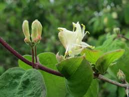 Attēlu rezultāti vaicājumam “Lonicera xylosteum”