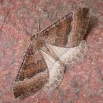 Attēlu rezultāti vaicājumam “Larentia clavaria”