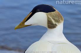 Attēlu rezultāti vaicājumam “Somateria mollissima male”