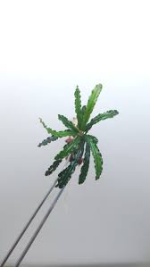 Risultati immagini per bucephalandra pinoh red stem